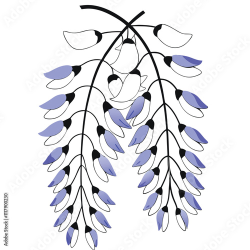 a flower of Wisteria vector illustration, solid white background,