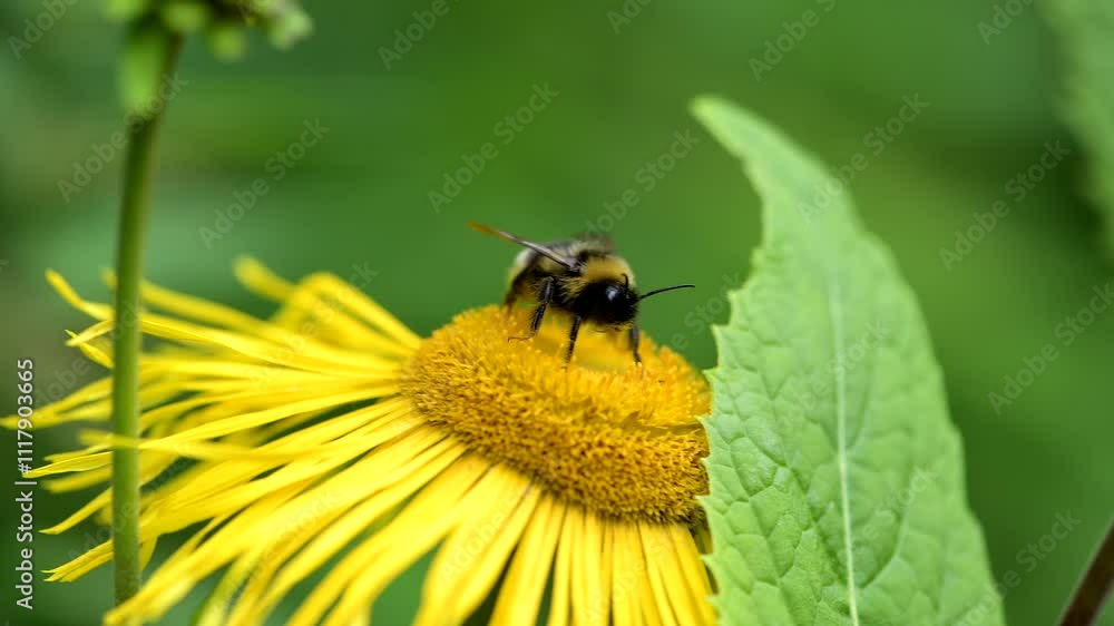 Tiny bee gathers nectar from a vibrant yellow flower in a sunny spring forest Tiny bee gathers nectar from a vibrant yellow flower in a sunny spring forest