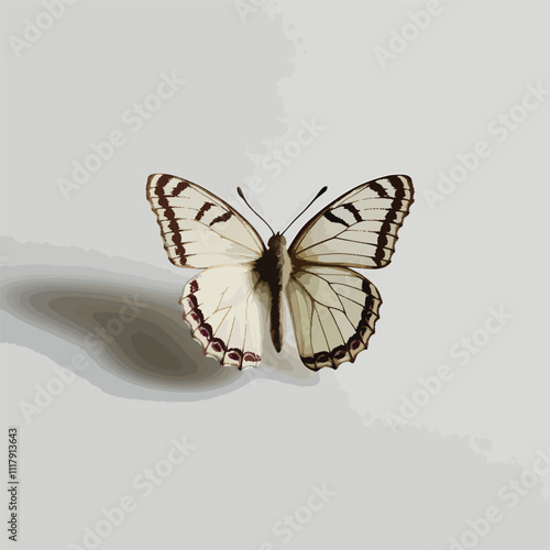 butterfly spread wings and sitting illustration