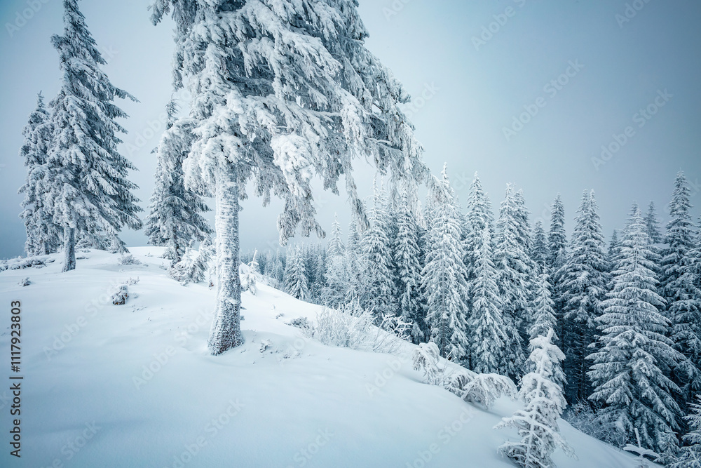 Fototapeta premium Tranquil winter scene of a coniferous forest with frosted Christmas trees on a gloomy foggy day. Photo wallpapers.