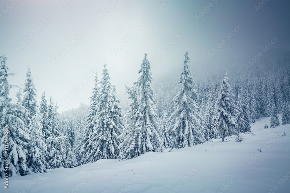 Atmospheric foggy landscape with snowy fir trees on a frosty winter day. Christmas holidays concept. Atmospheric foggy landscape with snowy fir trees on a frosty winter day. Christmas holidays concept.