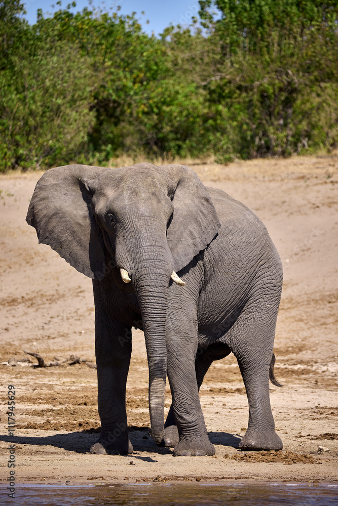 Fototapeta premium Majestic giants roaming the wilds of Chobe Witnessing the grace and power of these incredible creatures in their natural habitat is a memory that will last a lifetime