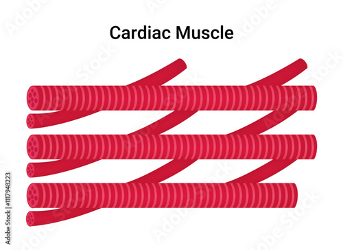 Cardiac Muscle Cells Medical Illustration