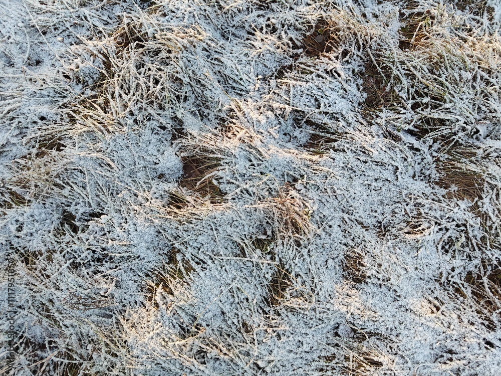 Snow-covered grass in the morning sunshine Snow-covered grass in the morning sunshine