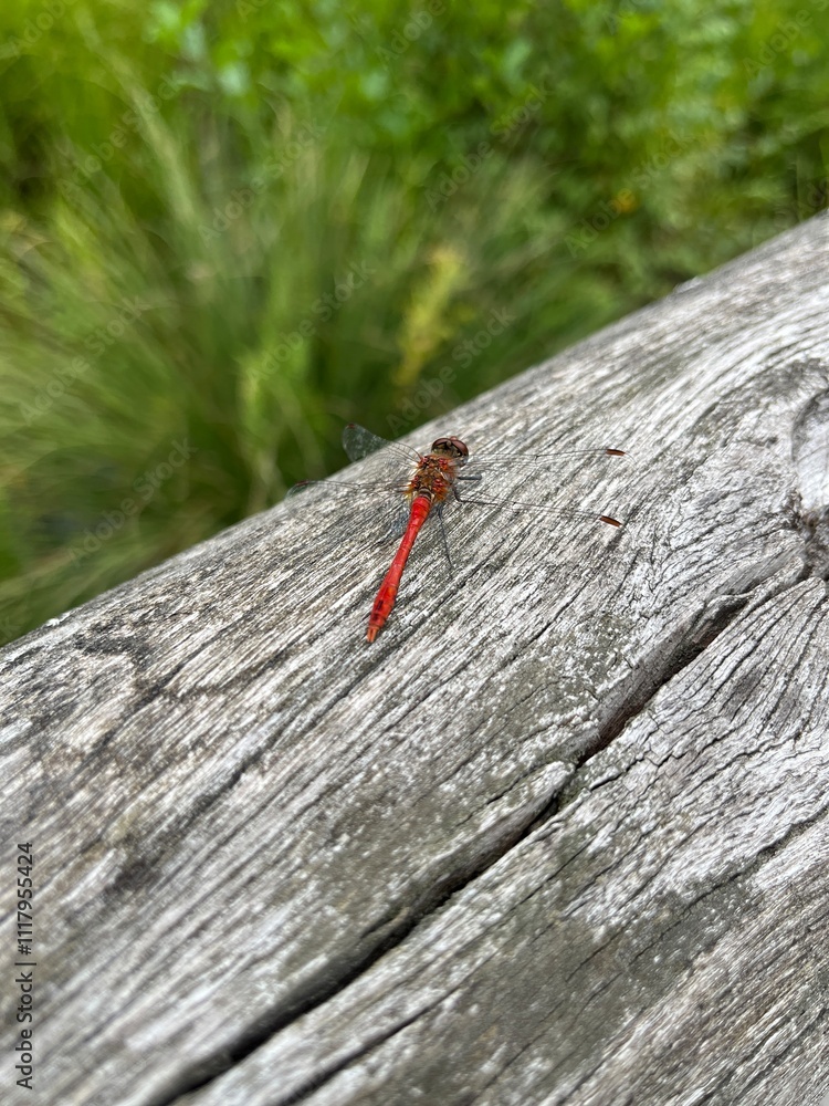 Rote Libelle auf grauem Holz mit grünem Hintergrund Rote Libelle auf grauem Holz mit grünem Hintergrund