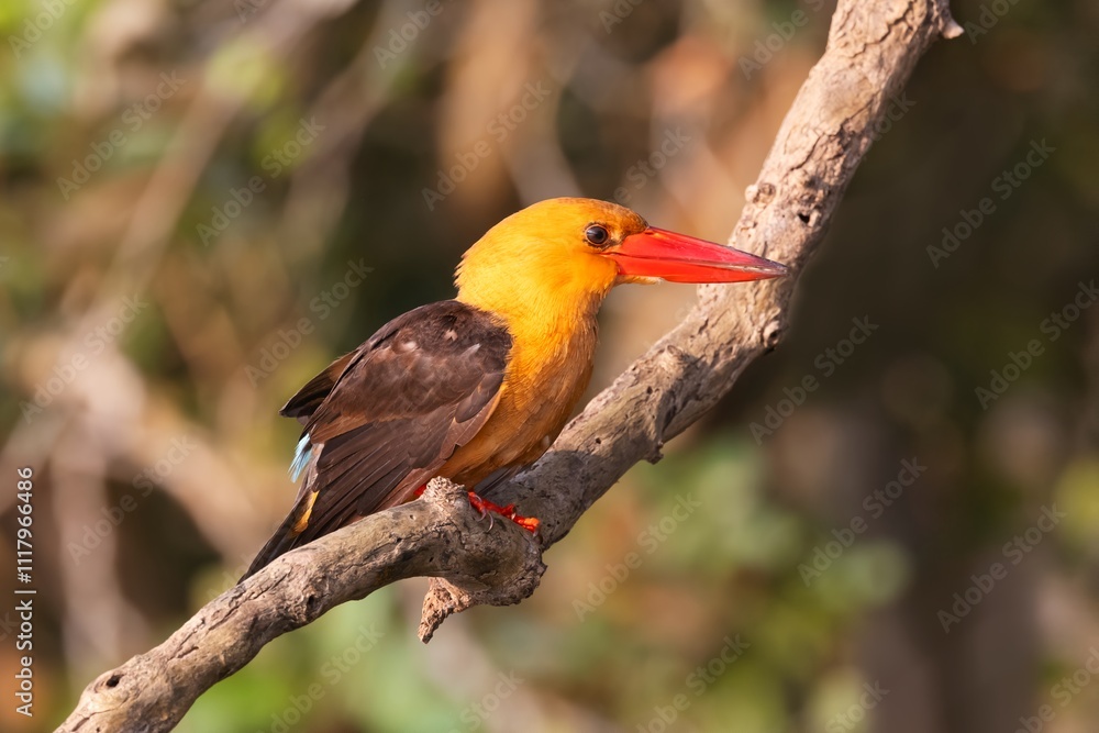 Obraz premium Brown-winged Kingfisher, Pelargopsis amauroptera, Bhitarkanika, Odisha, India