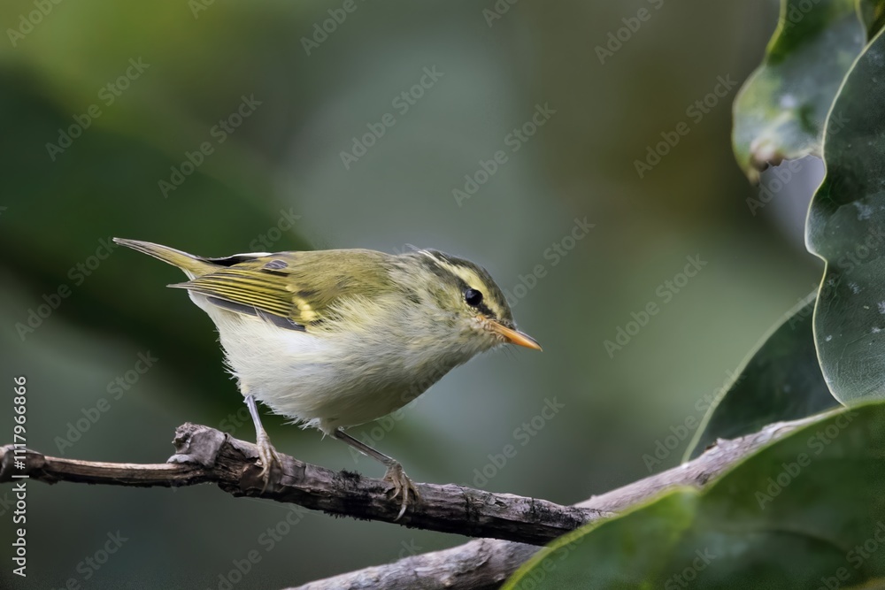 Obraz premium Lemon-rumped Warbler, Pale-rumped warbler, Phylloscopus chloronotus, Sikkim, India