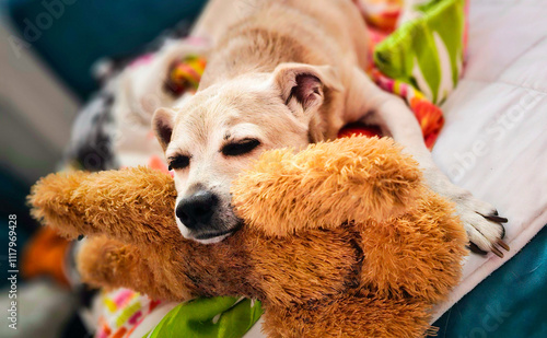 schlafender Hund mit seinem Stofftier  photo