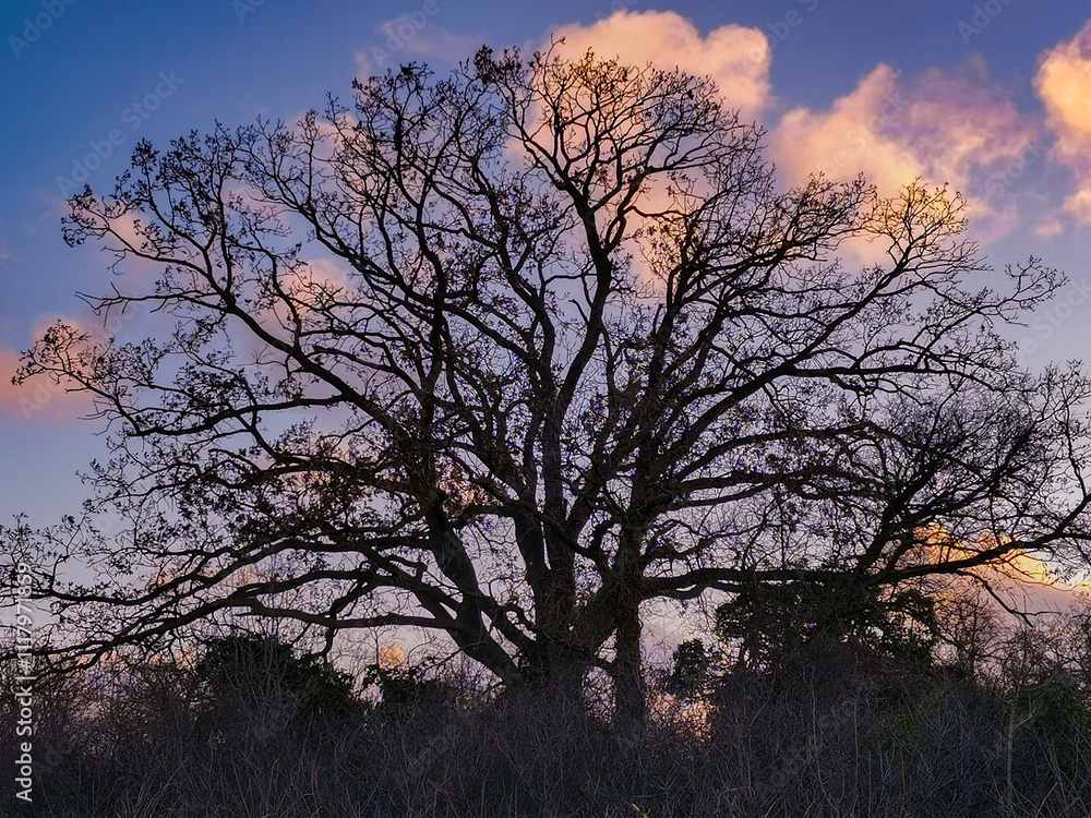 Silhouette of a large spreading tree at sunset.