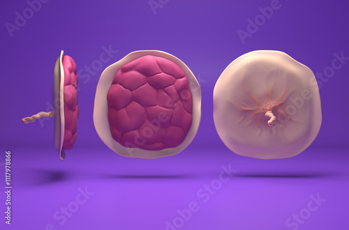 Placenta - isometric view 3d illustration photo