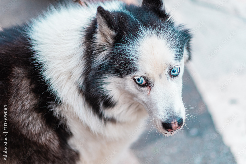 Close-Up Portrait of a Husky Dog With Striking Blue Eyes Staring Intently, Showcasing Its Thick Fur and Expressive Features in a Natural Outdoor Setting Close-Up Portrait of a Husky Dog With Striking Blue Eyes Staring Intently, Showcasing Its Thick Fur and Expressive Features in a Natural Outdoor Setting