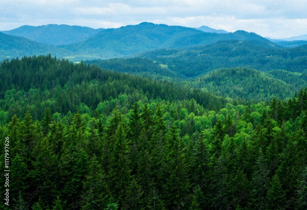 expansive evergreen forest blankets rolling mountain terrain stretching toward distant blue peaks under scattered clouds in pristine wilderness landscape expansive evergreen forest blankets rolling mountain terrain stretching toward distant blue peaks under scattered clouds in pristine wilderness landscape