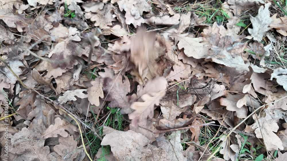 yellow autumn leaves on branches slow motion. slow motion video leaves falling. autumn oak leaves. yellow autumn leaves on branches slow motion. slow motion video leaves falling. autumn oak leaves.