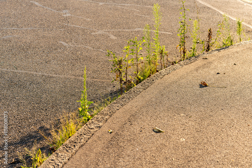 Tableau sur toile Weed is growing between street and curb