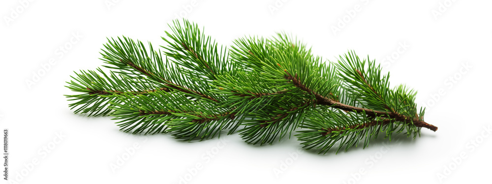 Pine branch. Green pine branch on a white background. Pine branch. Green pine branch on a white background.