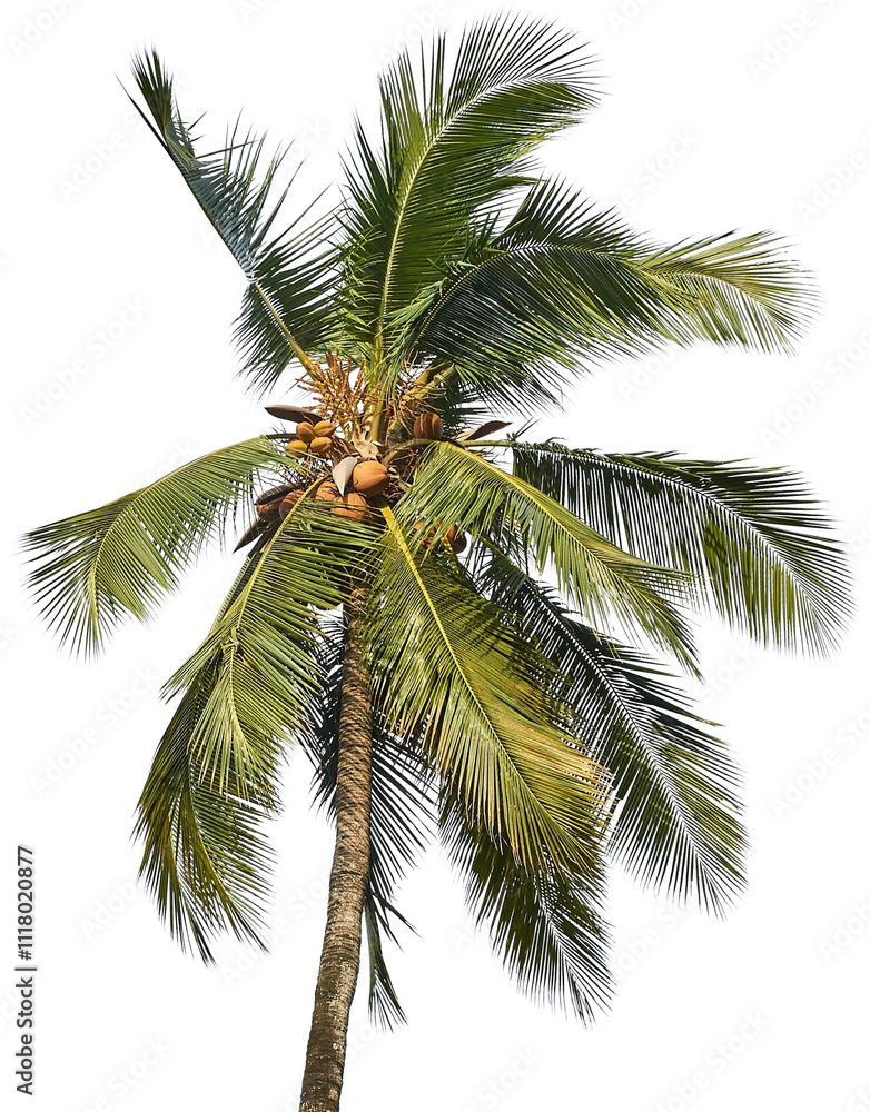 Obraz premium Tropical coconut palm tree with lush green fronds and ripe coconuts against a clear sky
