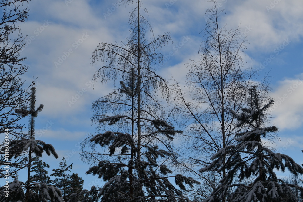 Coniferous and deciduous trees are growing in nature in late autumn day. Coniferous and deciduous trees are growing in nature in late autumn day.