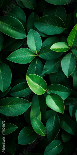 Close-up of overlapping green leaves