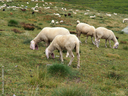 freerange sheep flock photo