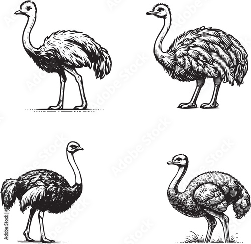 Hand-Drawn Ostrich Illustrations Set
