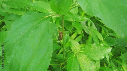 Wallpaper Mural close up of fresh green leaves Torontodigital.ca