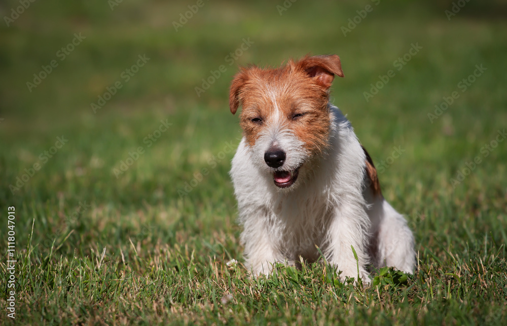 Cute smiling laughing jack russell terrier dog puppy sits in the grass, pet background with copy space Cute smiling laughing jack russell terrier dog puppy sits in the grass, pet background with copy space