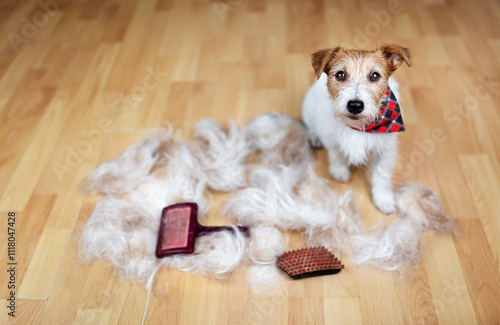 Dog with her hair, pet care and groom background