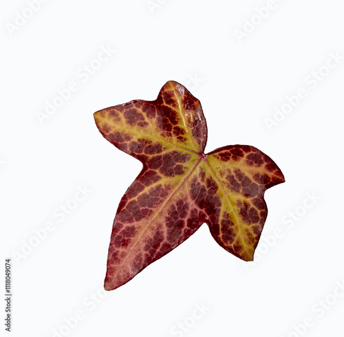 magnifique feuille de lierre coloré par le froid automnal, sur fond blanc en transparence, pour usage graphique