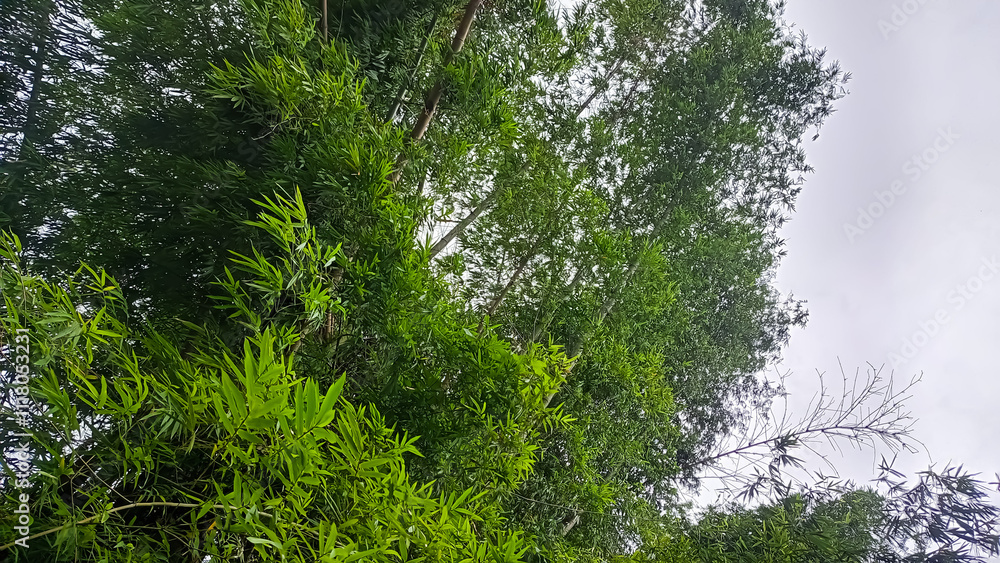 Fototapeta premium green grass in the forest