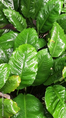 the atmosphere after the rain in a lush garden