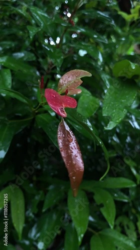 Syzygium myrtifolium red shoot plant leaves during rain