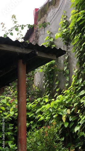 a garden with a simple hut and creepers on the walls when it rains