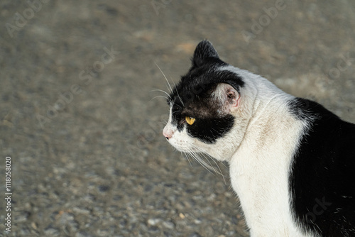 Black and white cat sitting alone with a melancholic mood, ideal for themes of solitude and emotion photo