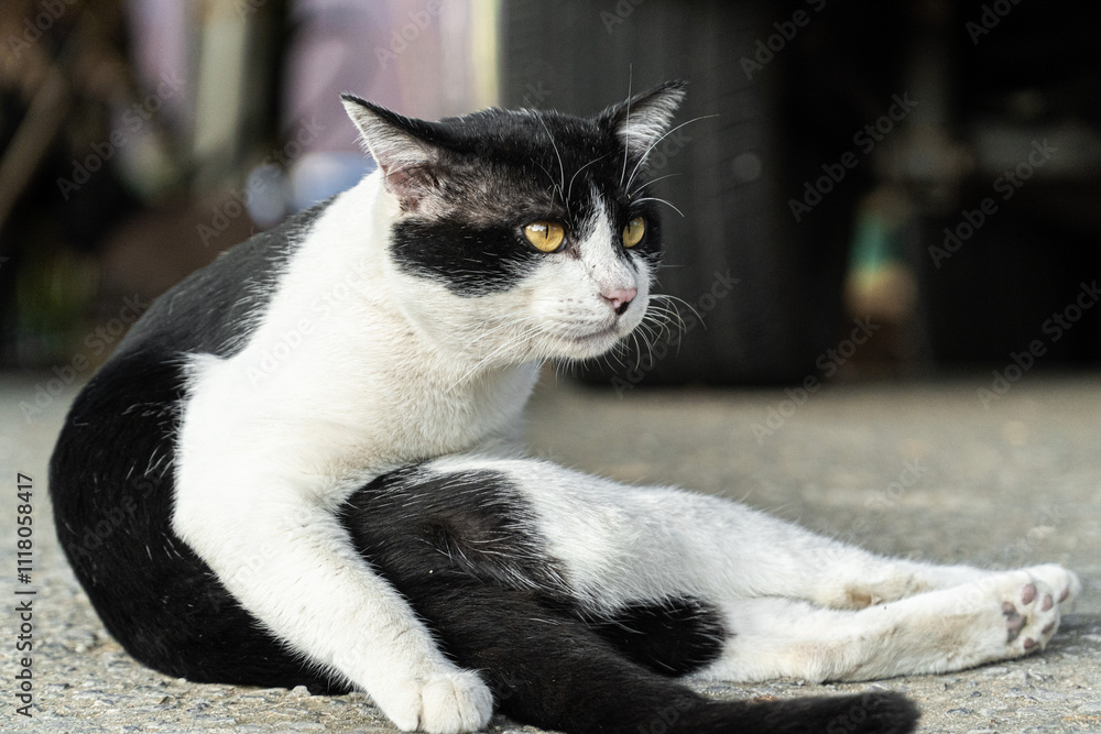 Close-up of Black and White Cat Sitting on the Road in Relaxed Pose with Intense Yellow Eyes Close-up of Black and White Cat Sitting on the Road in Relaxed Pose with Intense Yellow Eyes