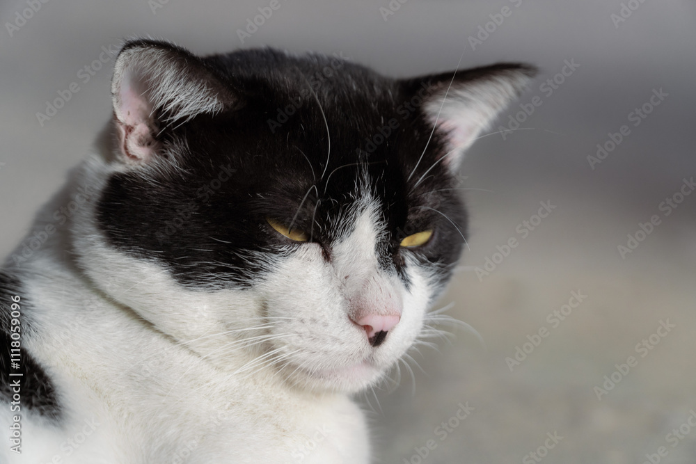 Close-up of a black and white cat with intense yellow eyes, perfect for animal portraits and design themes Close-up of a black and white cat with intense yellow eyes, perfect for animal portraits and design themes