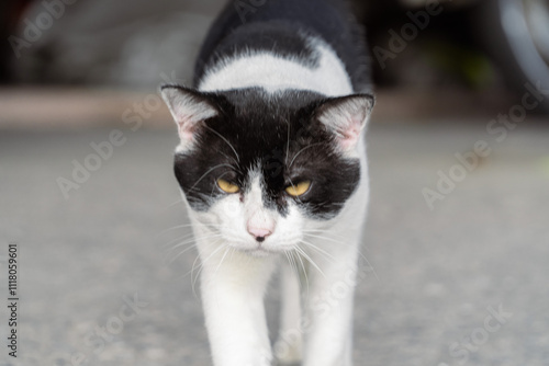 Confident black and white cat in motion outdoors, ideal for pet photography and lifestyle designs photo