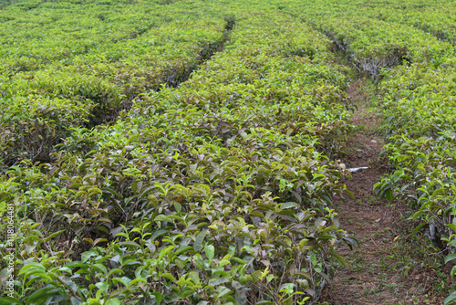 Tea plantation, tea tree in rows, close up view photo