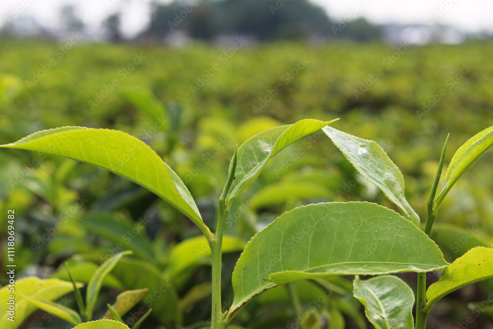 Close up view of tea leaf shoots Close up view of tea leaf shoots