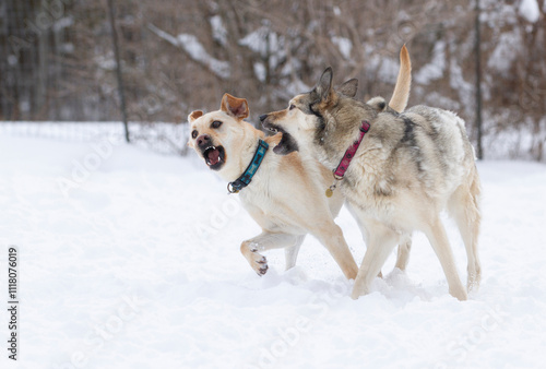 Husky surprises another dog while playing in the snow.