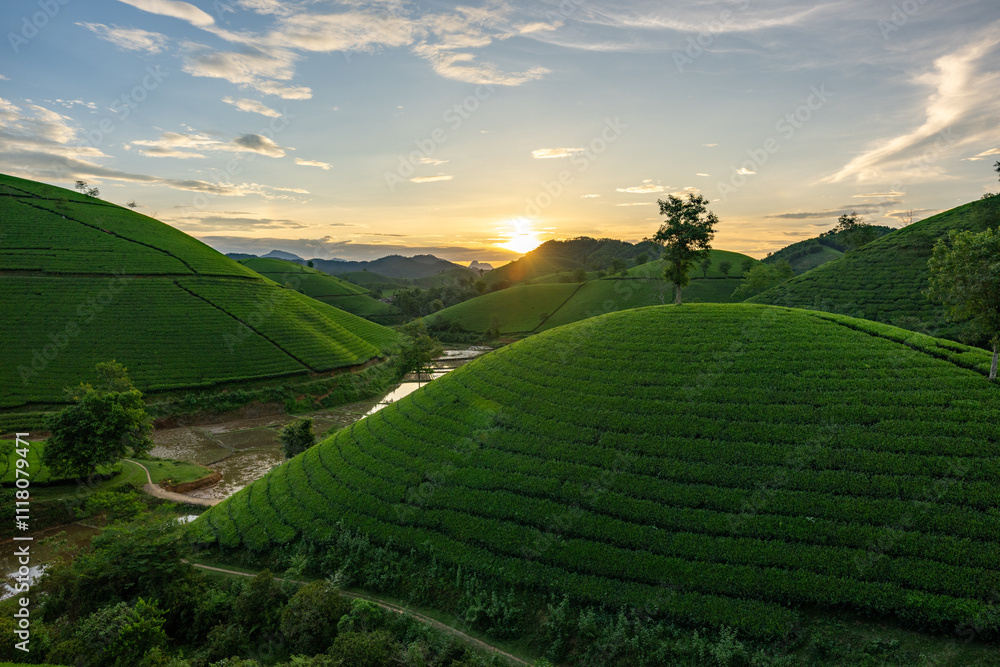 Fototapeta premium Aerial view of beatiful sunset at Long Coc tea hill, Phu Tho province, Vietnam