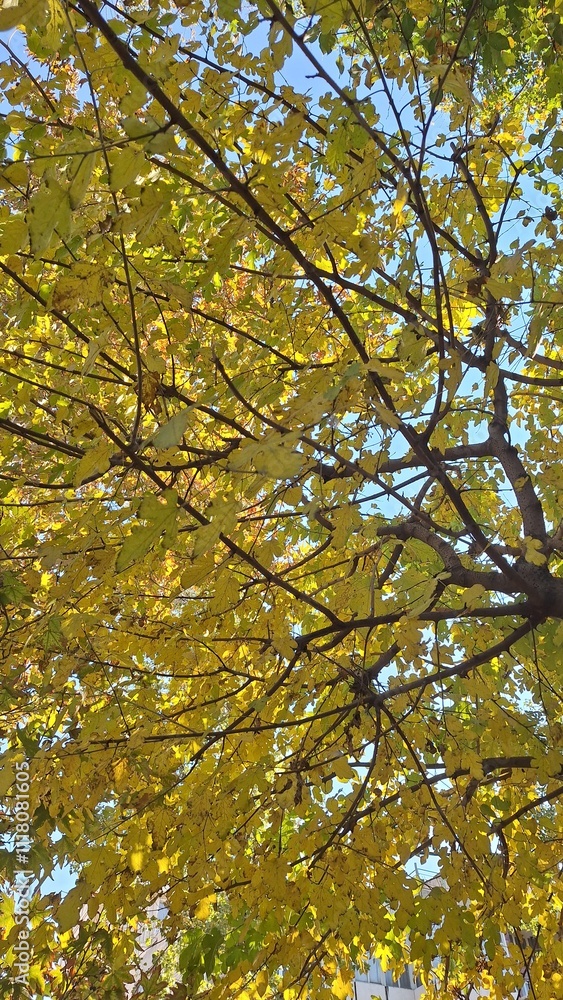 autumn tree and Golden leaves in the sun autumn tree and Golden leaves in the sun