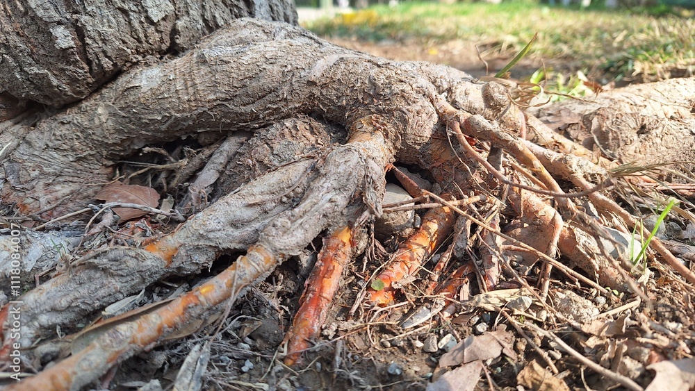 Fototapeta premium The intertwined roots of a tree protruding from the soil