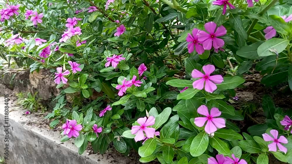 Catharanthus roseus or virgin foot, an annual shrub native to Madagascar. Catharanthus roseus or virgin foot, an annual shrub native to Madagascar.