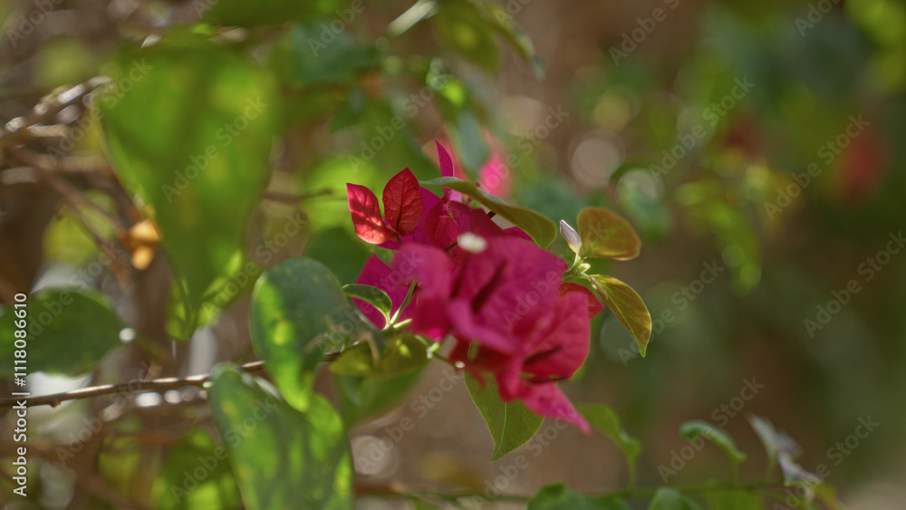 Bougainvillea with vibrant pink blooms in murcia spain surrounded by lush green leaves in outdoor setting showcasing nature's colorful beauty. Bougainvillea with vibrant pink blooms in murcia spain surrounded by lush green leaves in outdoor setting showcasing nature's colorful beauty.