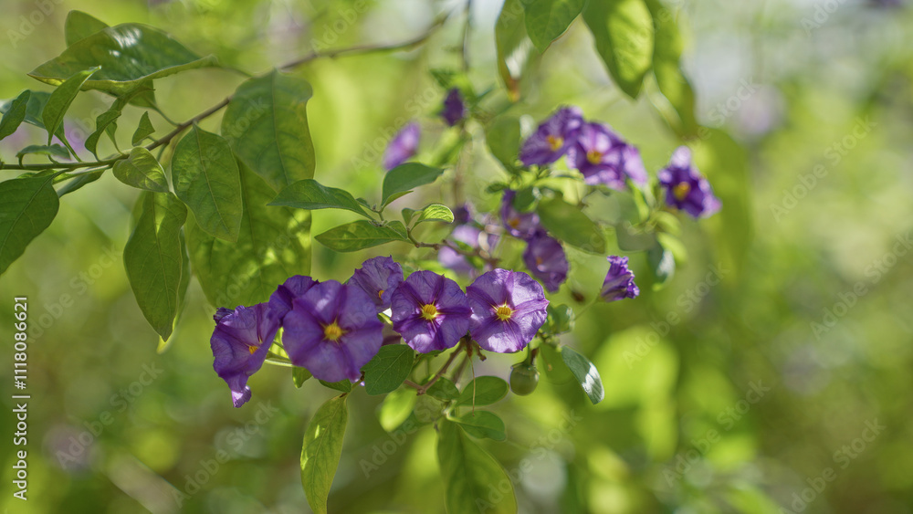 Purple flowers of solanum rantonnetii in sunlight create a vibrant scene in murcia's outdoor natural setting, highlighting their vivid color amidst lush green leaves. Purple flowers of solanum rantonnetii in sunlight create a vibrant scene in murcia's outdoor natural setting, highlighting their vivid color amidst lush green leaves.