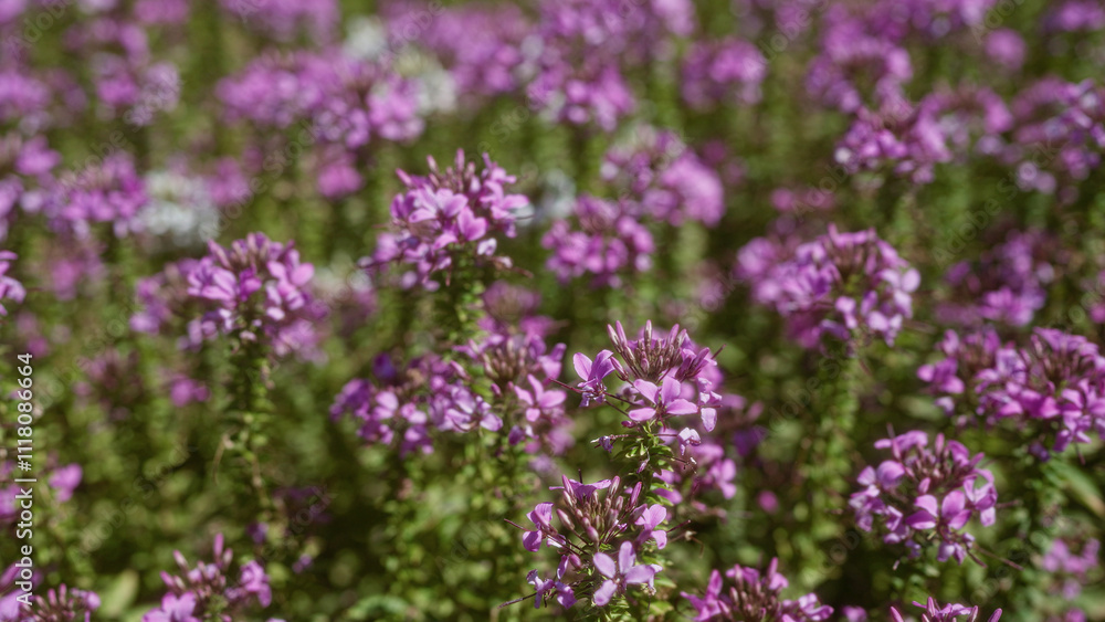 Field of teucrium capitatum in mallorca, balearic islands, showcasing vibrant purple flowers in full bloom on a sunny day surrounded by natural greenery Field of teucrium capitatum in mallorca, balearic islands, showcasing vibrant purple flowers in full bloom on a sunny day surrounded by natural greenery