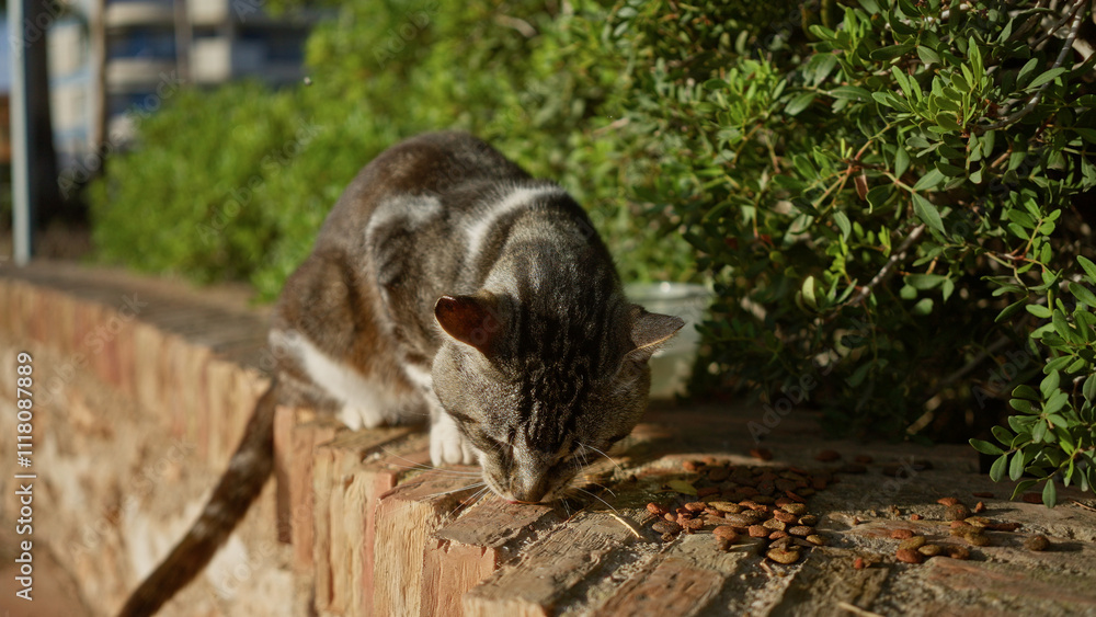 Cat eating on a stone wall in an urban park with green shrubs and buildings in the background, showcasing outdoor feline life. Cat eating on a stone wall in an urban park with green shrubs and buildings in the background, showcasing outdoor feline life.