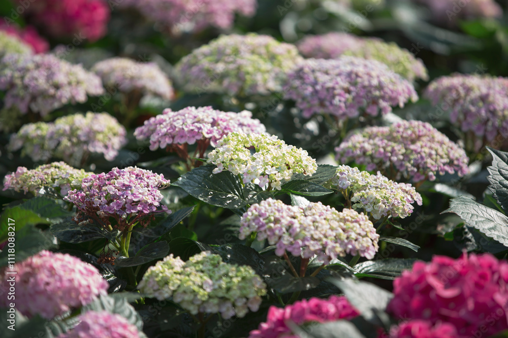 Hydrangea flowers blooming in the garden on sunny day. Hydrangea flowers blooming in the garden on sunny day.