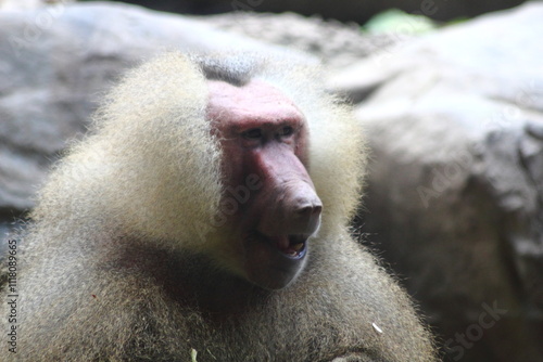 Hamadryas Baboon Portrait Close-up view of a Hamadryas baboon