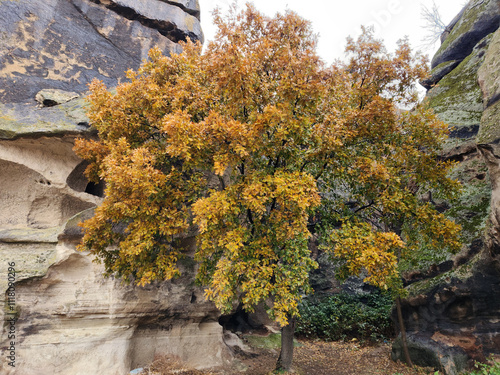 An oak tree (Quercus sp.) with autumnal leaves  photo